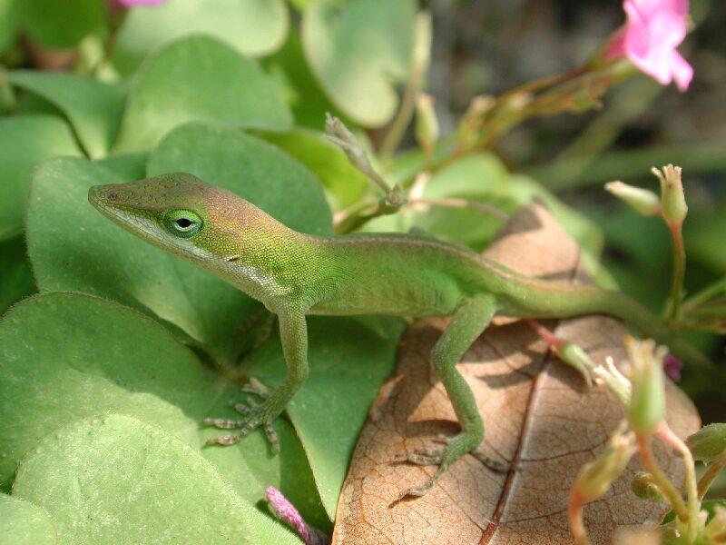 Common Anole; DISPLAY FULL IMAGE.