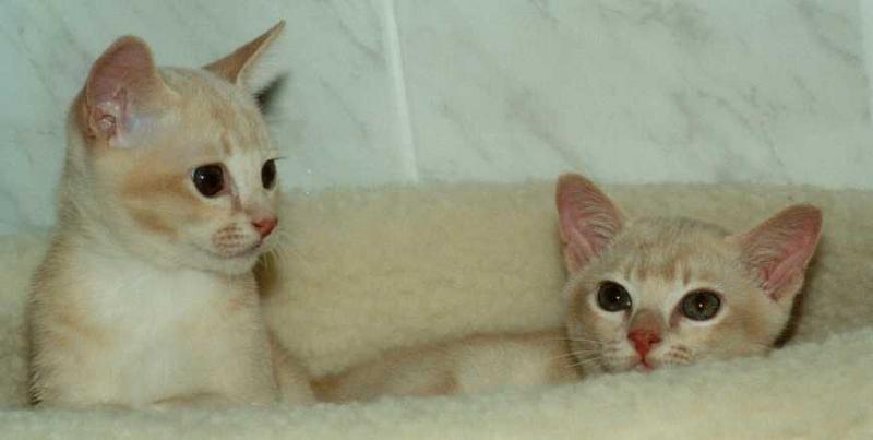 2 Cream Burmese Cats (male, 4 months); DISPLAY FULL IMAGE.