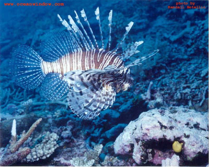 Great photo of a Lionfish taken in Fiji; DISPLAY FULL IMAGE.