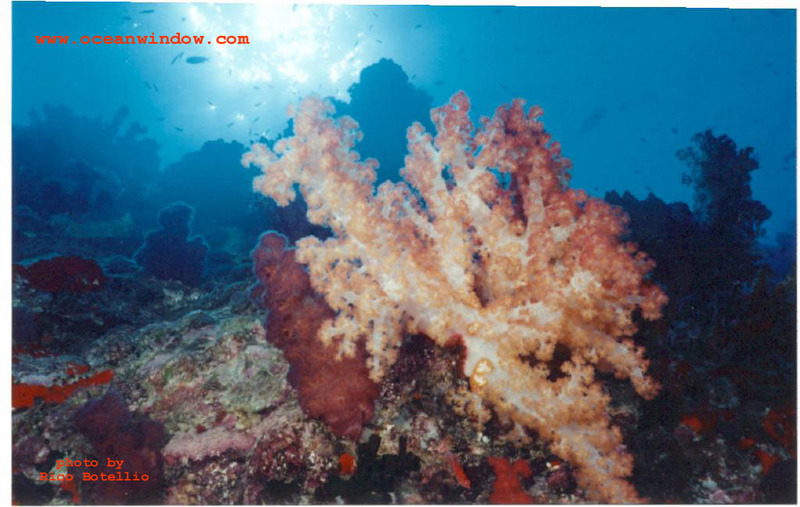 A beautiful coral landscape taken in Fiji; DISPLAY FULL IMAGE.