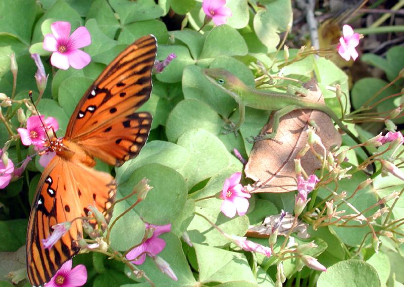Fritillary and Anole; DISPLAY FULL IMAGE.