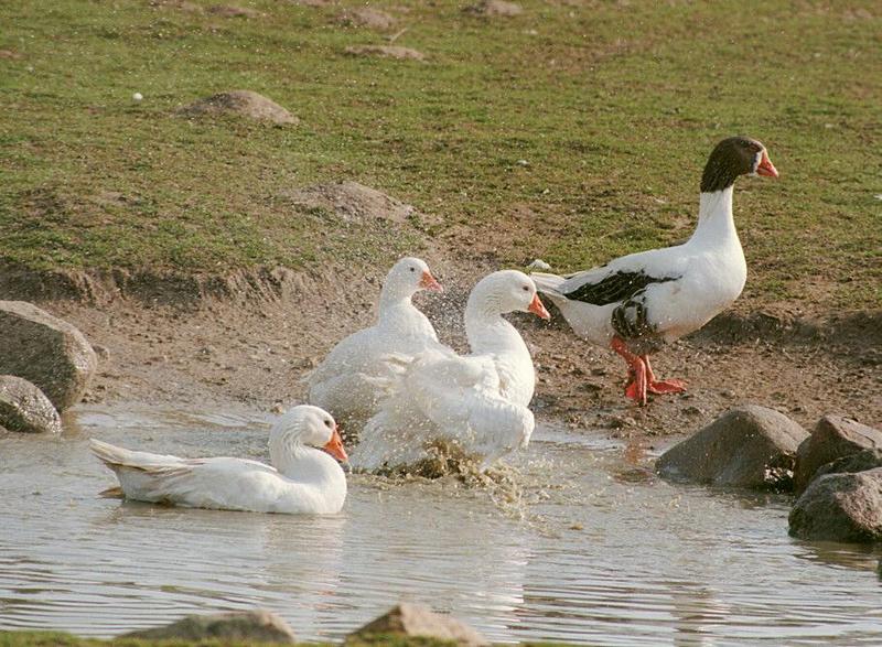 Did I forget to post this? Muddy geese in Kruezen Animal Park; DISPLAY FULL IMAGE.