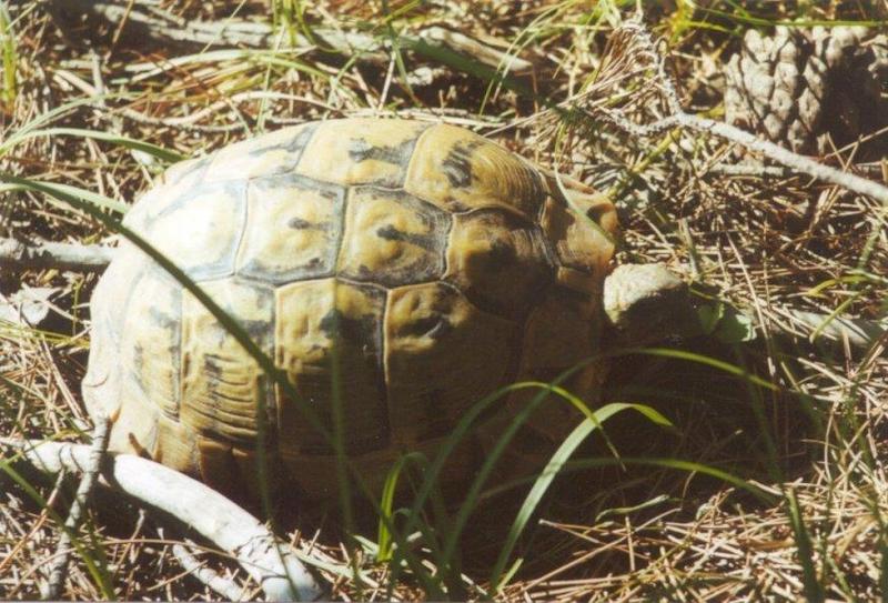Tortoise Flood - schildpad1.jpg; DISPLAY FULL IMAGE.