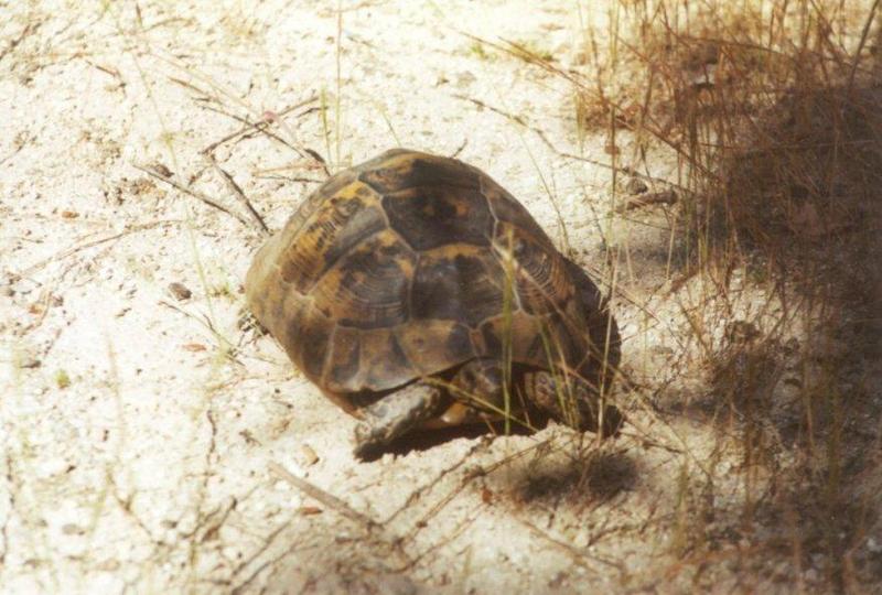 Tortoise Flood - schildpad2.jpg; DISPLAY FULL IMAGE.