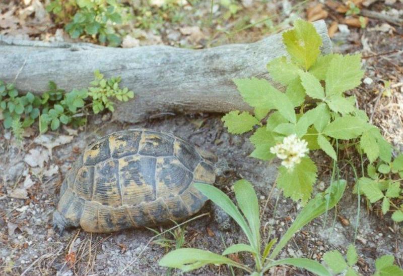 Tortoise Flood - schildpad3.jpg; DISPLAY FULL IMAGE.