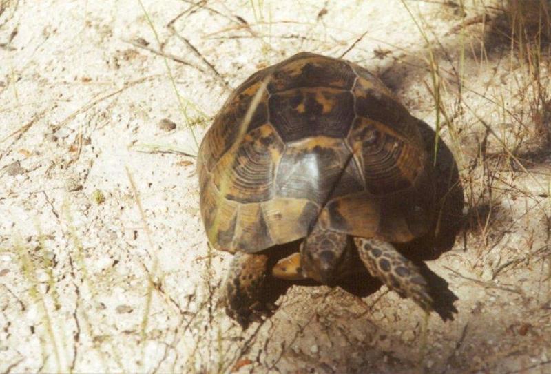 Tortoise Flood - schildpad4.jpg; DISPLAY FULL IMAGE.