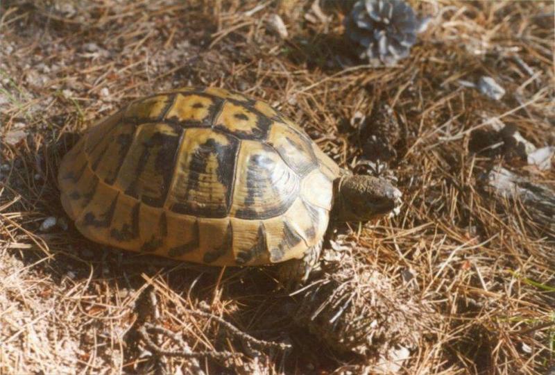 Tortoise Flood - schildpad5.jpg; DISPLAY FULL IMAGE.