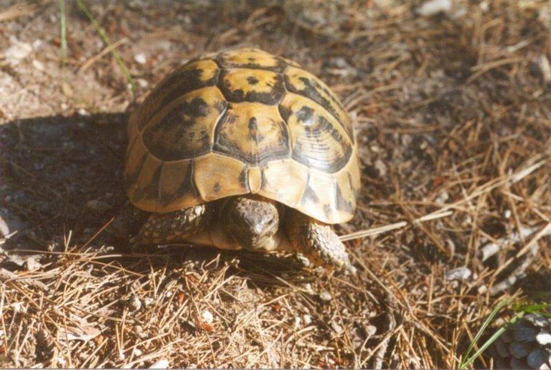 Tortoise Flood - schildpad6.jpg; DISPLAY FULL IMAGE.