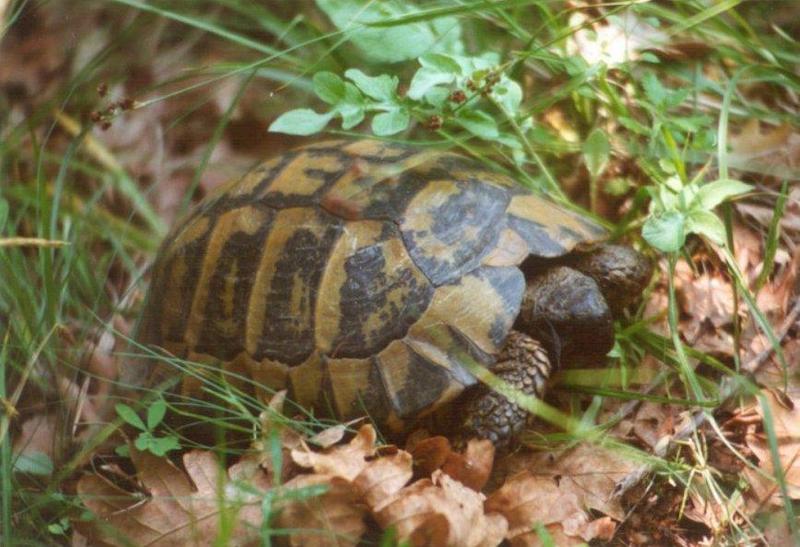 Tortoise Flood - schildpad7.jpg; DISPLAY FULL IMAGE.