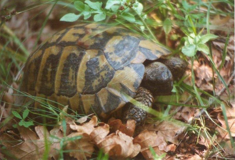 Tortoise Flood - schildpad8.jpg; DISPLAY FULL IMAGE.