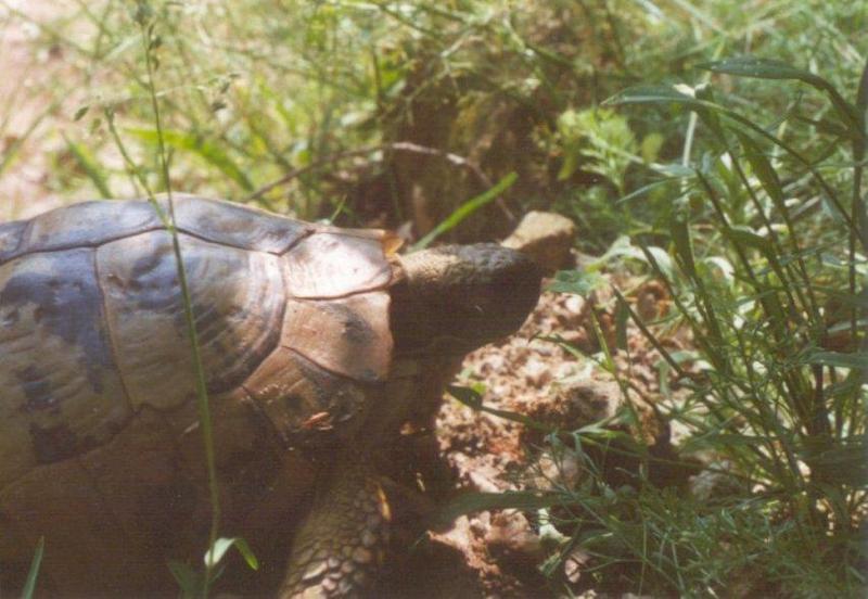 Tortoise Flood - schildpad9.jpg; DISPLAY FULL IMAGE.