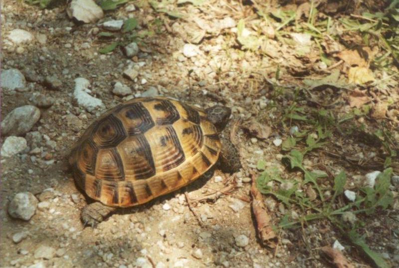 Tortoise Flood - schildpad12.jpg; DISPLAY FULL IMAGE.