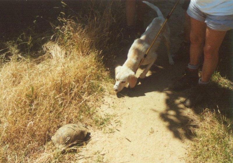 Tortoise Flood - schildpad_met_hond.jpg; DISPLAY FULL IMAGE.