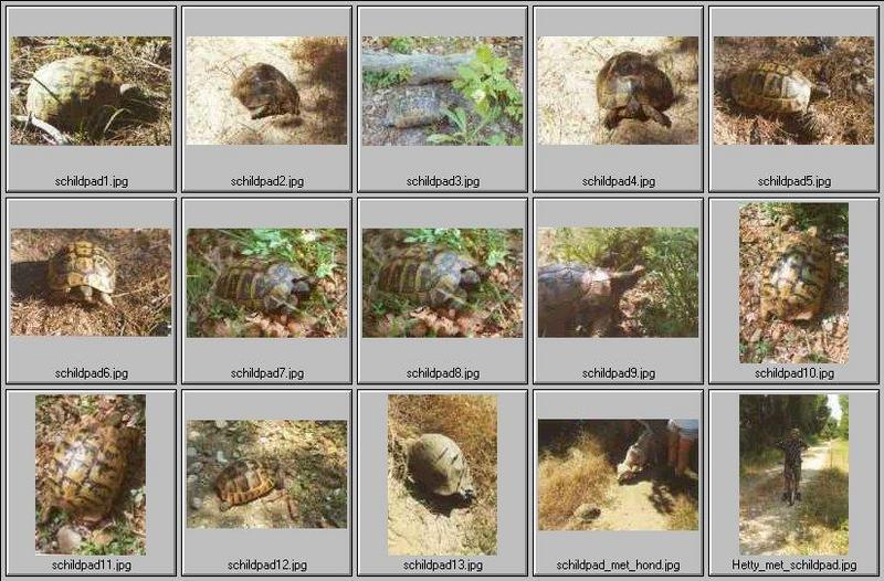 Tortoise Flood - Read this first - Tortoises Index.jpg; DISPLAY FULL IMAGE.