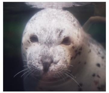 Harbor Seal face; Image ONLY