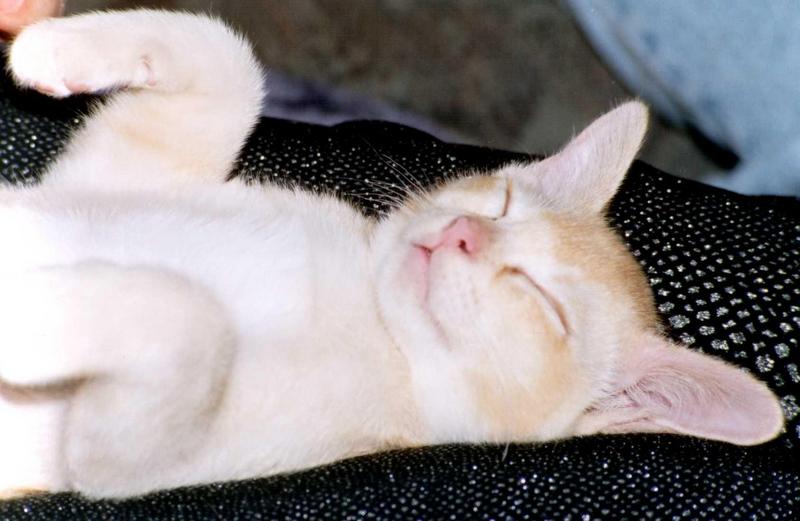 Sleeping beauty - Red Burmese Cat 2; DISPLAY FULL IMAGE.