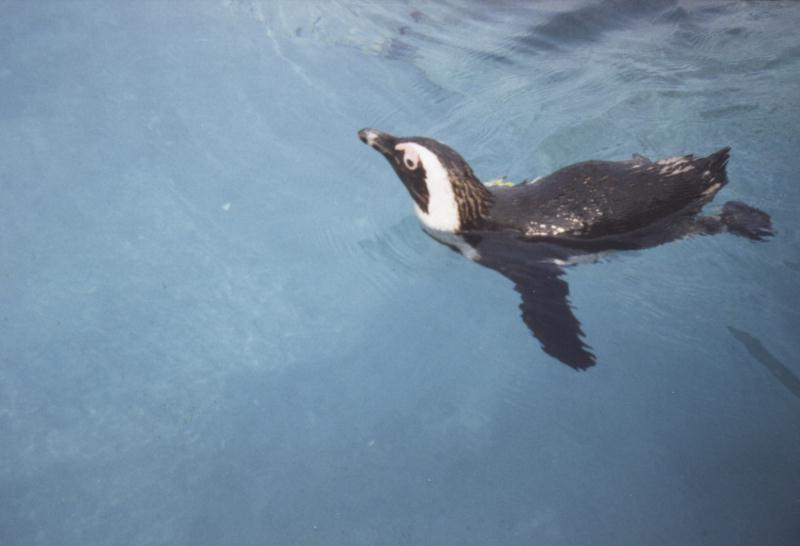 Mystic, CT: penguin.jpg; DISPLAY FULL IMAGE.