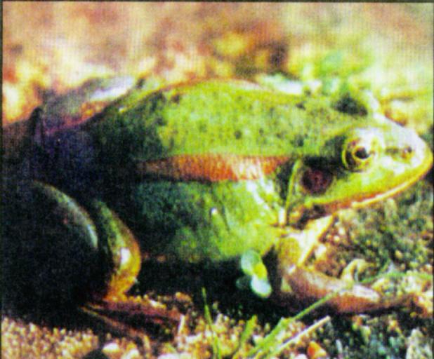Korean Amphibian: Eastern Golden Frog J01 - Rana plancyi chosenica {!--금개구리-->; Image ONLY