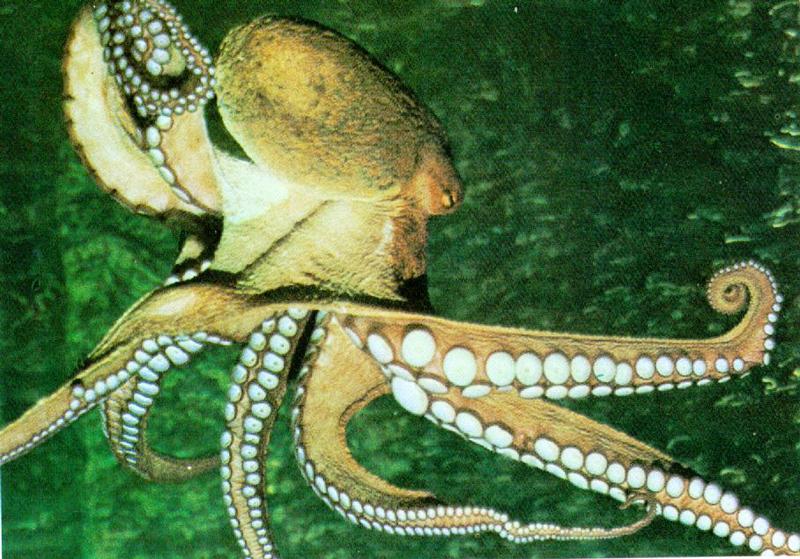 Giant Pacific Octopus (Octopus dofleini) {!--문어-->; DISPLAY FULL IMAGE.