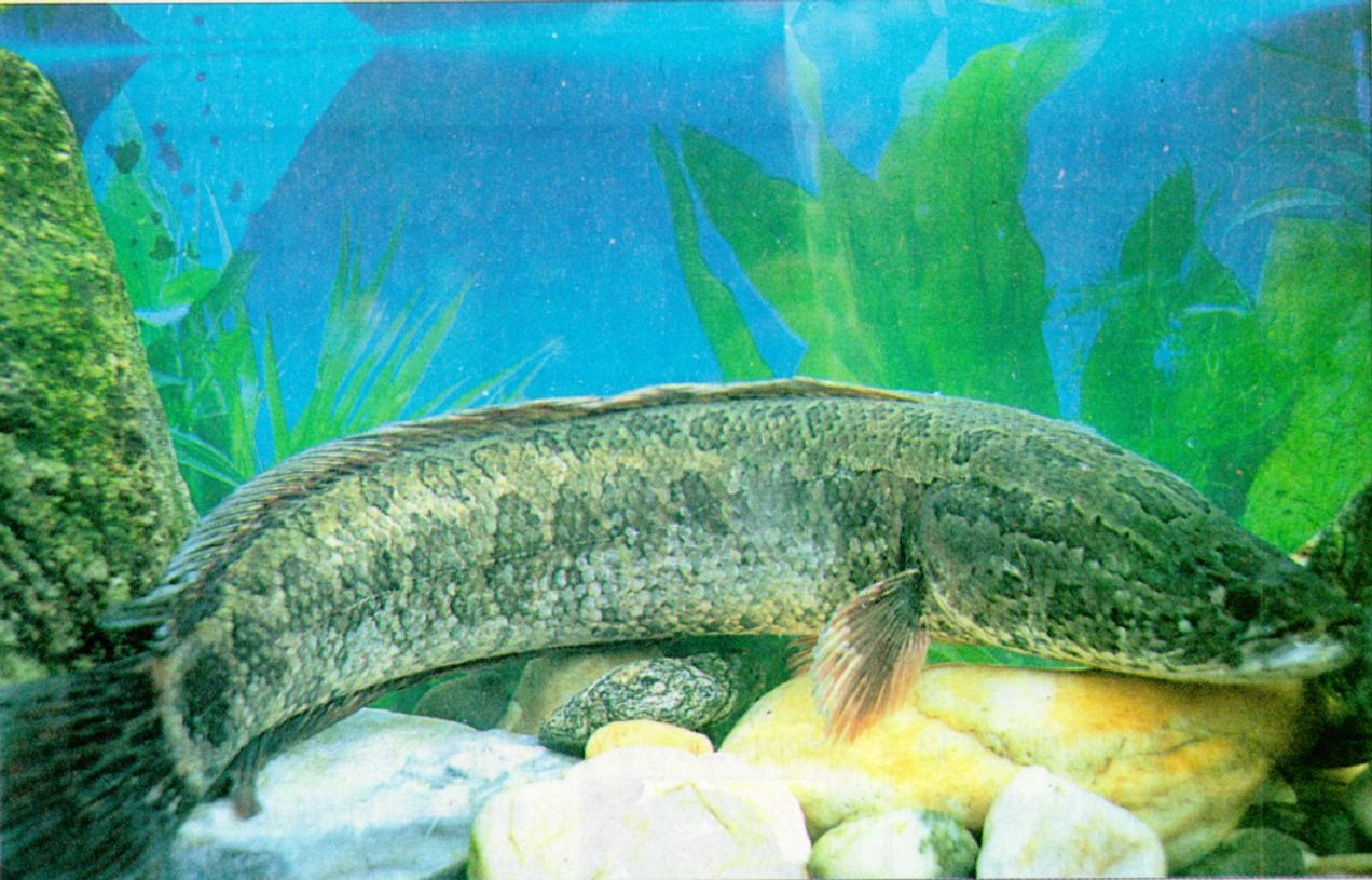 Korean Fish - Northern Snakehead (가물치); Image ONLY