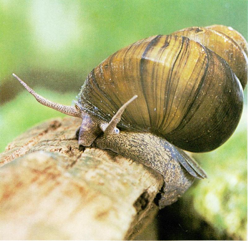 Chinese Mystery Snail (Cipangopaludina chinensis malleata) - 우렁이; DISPLAY FULL IMAGE.
