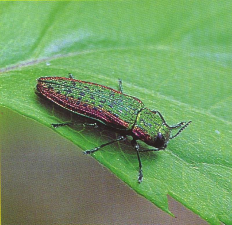 금테비단벌레 Scintillatrix pretiosa (Jewel Beetle); DISPLAY FULL IMAGE.
