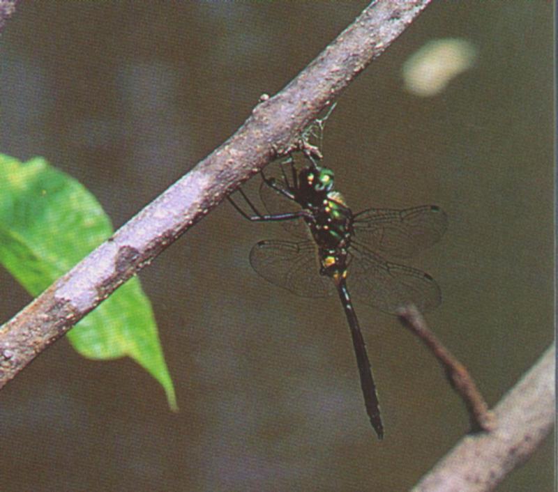 밑노란잠자리 Somatochlora graeseri (Yellow-bellied Dragonfly); DISPLAY FULL IMAGE.