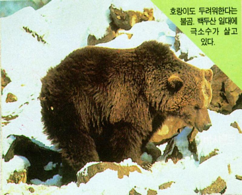 Korean Mammal - Brown Bear (불곰); DISPLAY FULL IMAGE.