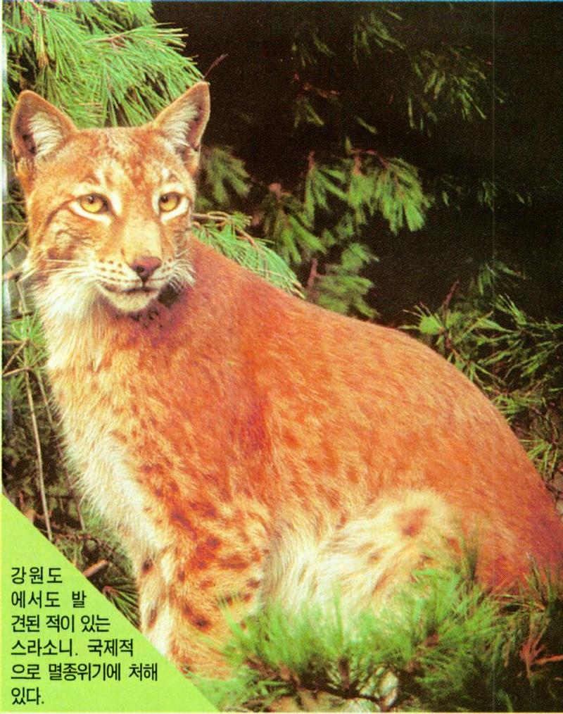Korean Mammal - Eurasian Lynx (스라소니); DISPLAY FULL IMAGE.