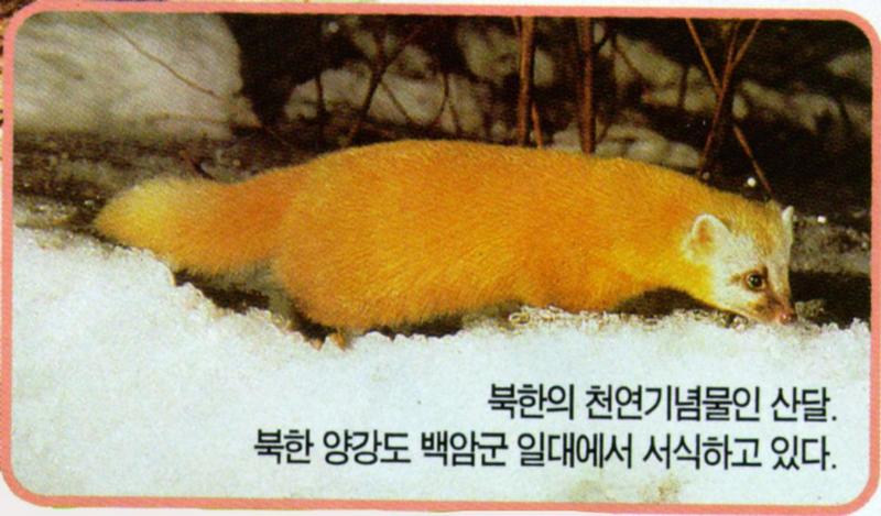 Endangered Korean Animal - Japanese Marten (Martes melampus coreensis) - 산달; DISPLAY FULL IMAGE.