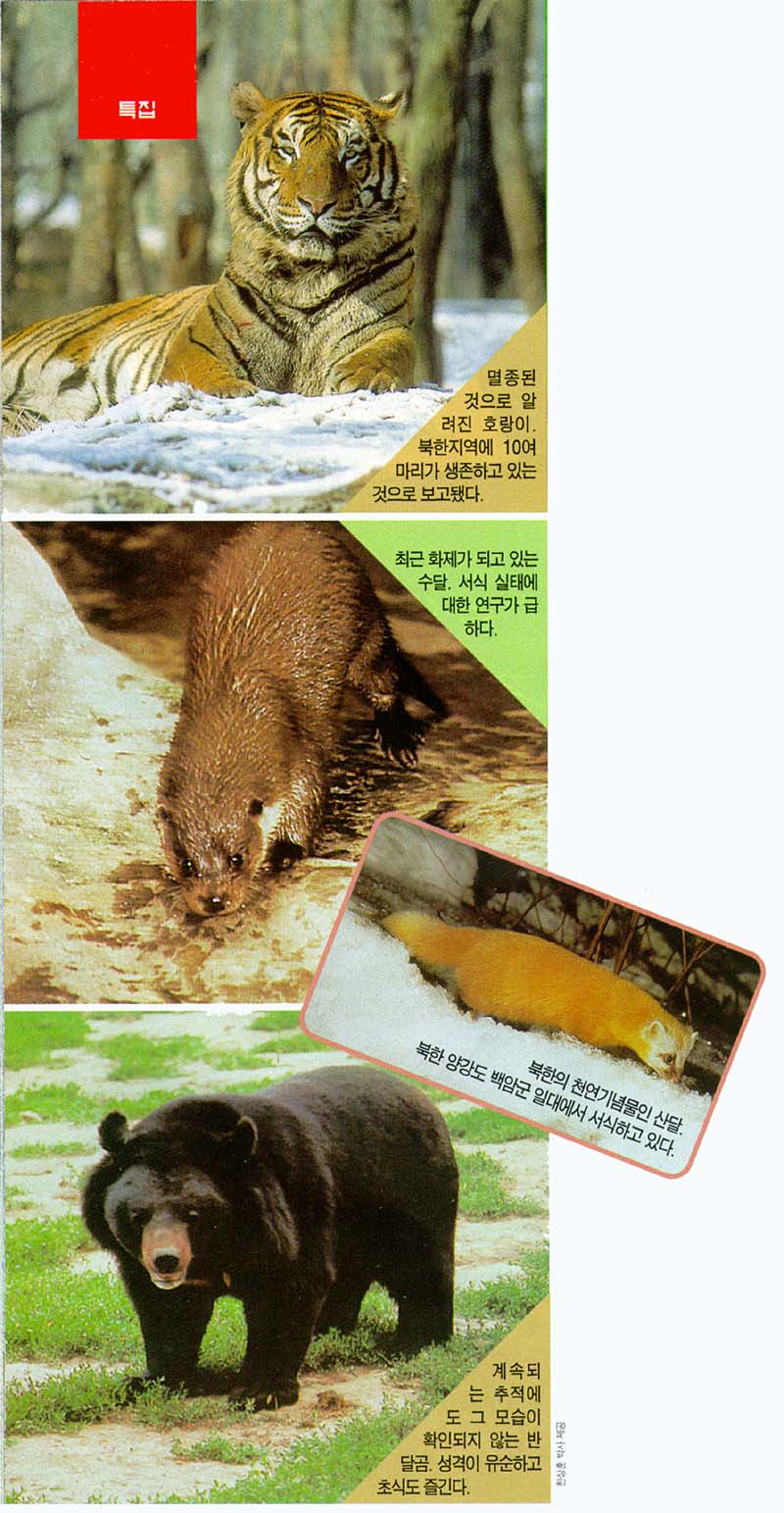 Korean Tiger, Eurasian River Otter, Japanese Marten, Manchurian Black Bear (한국호랑이, 수달, 산달, 반달곰); DISPLAY FULL IMAGE.