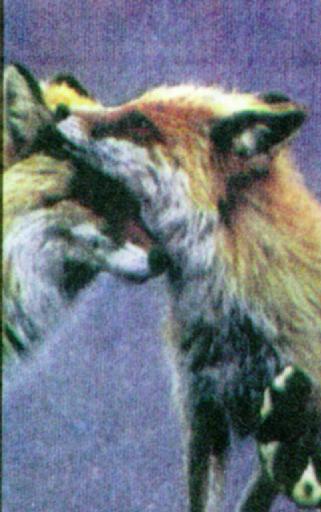 Korean Red Fox J01-hugging pair-closeup.jpg [1/1]; Image ONLY
