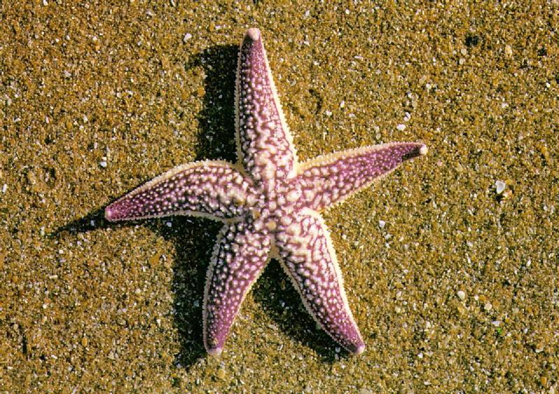 Korean Seastar J01-Northern Pacific Seastar-or-Amur Starfish {!--아무르불가사리-->; DISPLAY FULL IMAGE.
