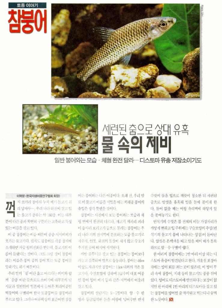 Korean Topmouth Gudgeon J03-article scanned (참붕어); Image ONLY