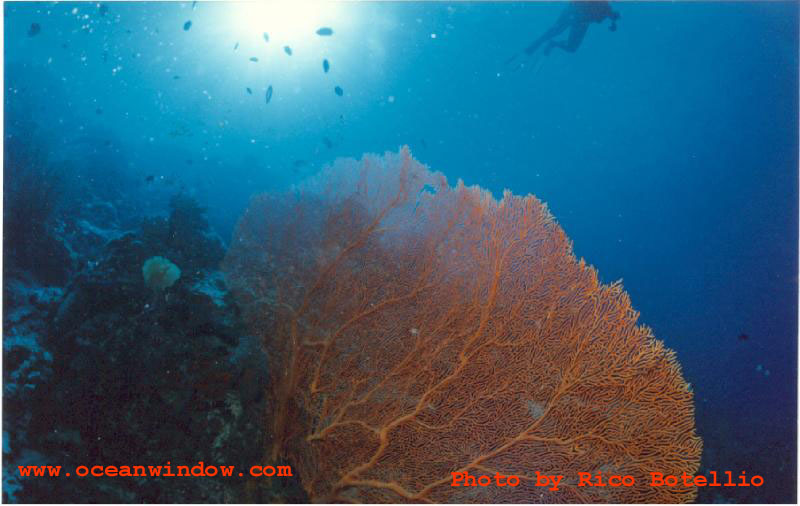 Great shot of the reefs of Little Cayman; DISPLAY FULL IMAGE.
