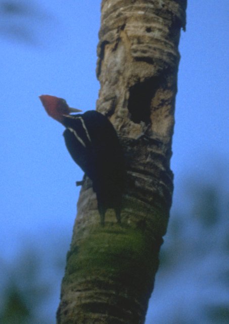 Birds from Europe and the rest of the world - Pale-billed woodpecker (Campephilus guatemalensis); Image ONLY