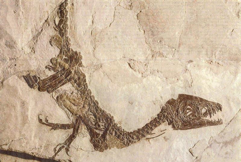Re: Req: Prehistoric Animals - Scipionyx samniticus.jpg; DISPLAY FULL IMAGE.