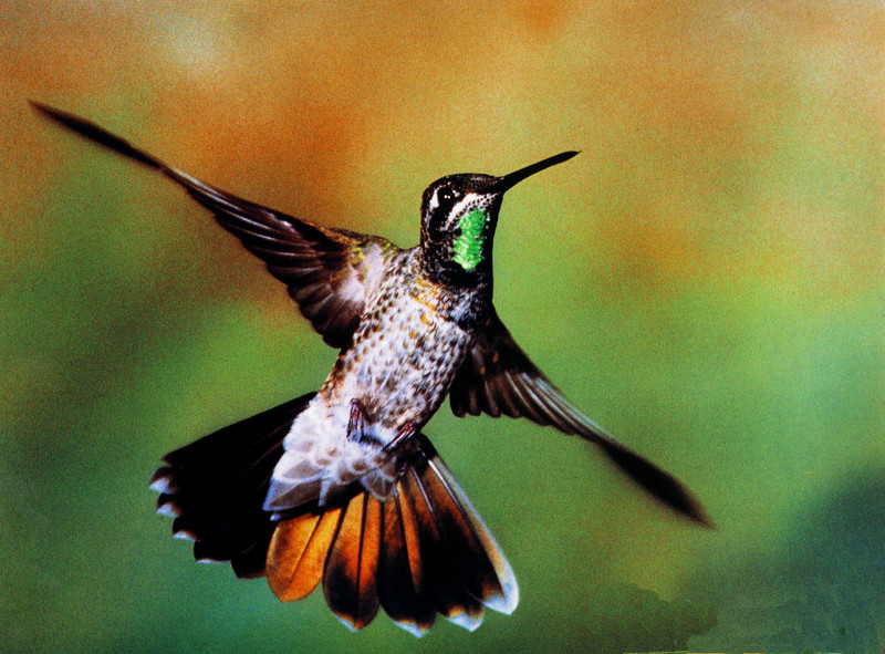 Magnificent_03 Hummingbird.JPG - Magnificent Hummingbird (Eugenes fulgens); DISPLAY FULL IMAGE.