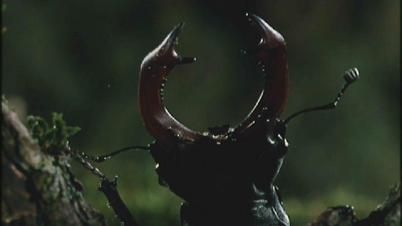 [Microcosmos - European Stag Beetle] [1/7] - 003.jpg (1/1) (Video Capture); DISPLAY FULL IMAGE.