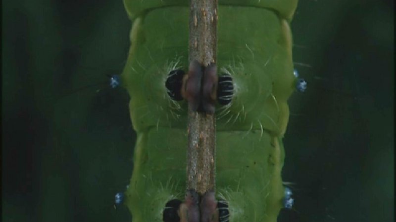 D:\Microcosmos\Great Peacock Moth Caterpillar [01/12] - 002.jpg (1/1) (Video Capture); DISPLAY FULL IMAGE.