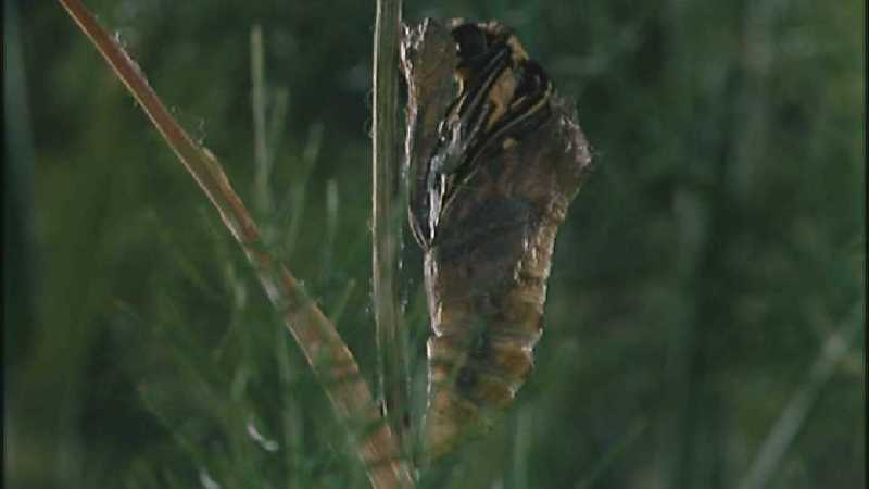 D:\Microcosmos\Swallowtail] [03/14] - 021.jpg (1/1) (Video Capture); DISPLAY FULL IMAGE.