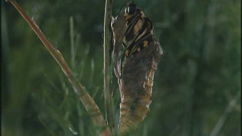 D:\Microcosmos\Swallowtail] [04/14] - 021.jpg (1/1) (Video Capture); DISPLAY FULL IMAGE.