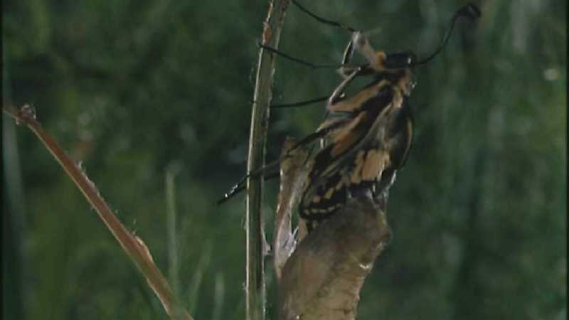 D:\Microcosmos\Swallowtail] [06/14] - 021.jpg (1/1) (Video Capture); DISPLAY FULL IMAGE.