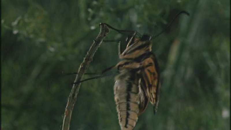 D:\Microcosmos\Swallowtail] [07/14] - 021.jpg (1/1) (Video Capture); DISPLAY FULL IMAGE.
