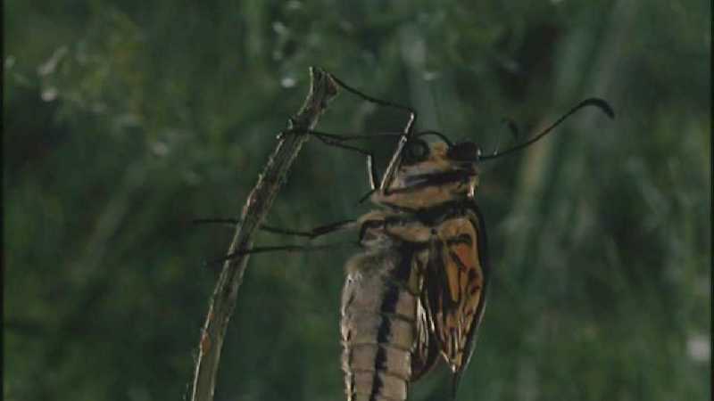 D:\Microcosmos\Swallowtail] [08/14] - 021.jpg (1/1) (Video Capture); DISPLAY FULL IMAGE.