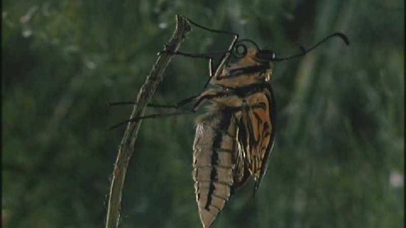 D:\Microcosmos\Swallowtail] [09/14] - 021.jpg (1/1) (Video Capture); DISPLAY FULL IMAGE.