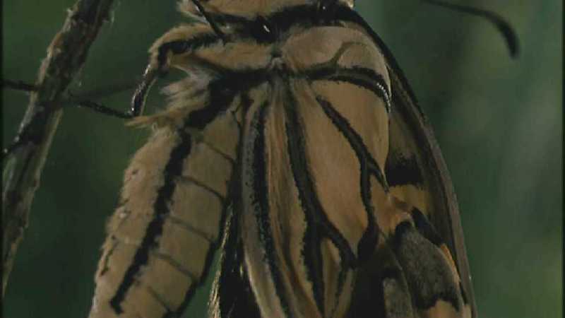 D:\Microcosmos\Swallowtail] [11/14] - 021.jpg (1/1) (Video Capture); DISPLAY FULL IMAGE.