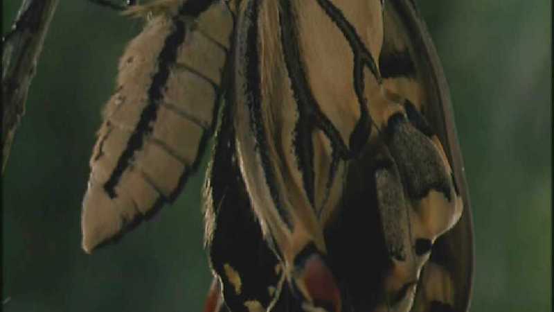 D:\Microcosmos\Swallowtail] [12/14] - 021.jpg (1/1) (Video Capture); DISPLAY FULL IMAGE.