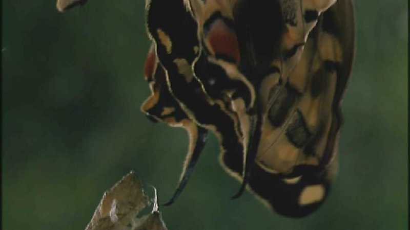 D:\Microcosmos\Swallowtail] [13/14] - 021.jpg (1/1) (Video Capture); DISPLAY FULL IMAGE.