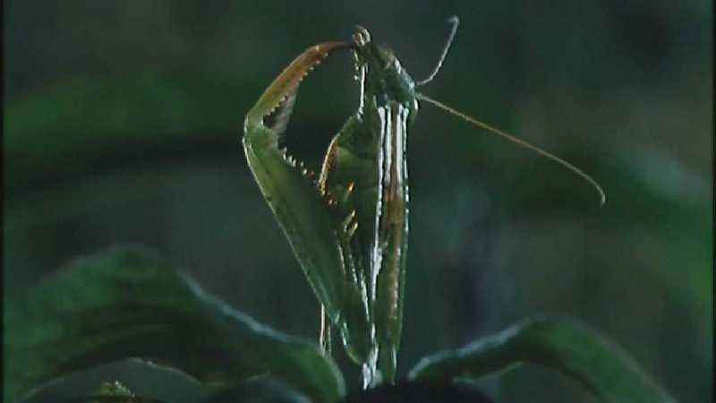 D:\Microcosmos\Mantis [1/6] - 006.jpg (1/1) (Video Capture); DISPLAY FULL IMAGE.